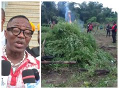 “You cannot burn your way out of poverty, foolish people!” – Sowore Slams NDLEA Over Cannabis Farm Destruction